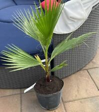Mexican fan palm for sale  Fort Mill
