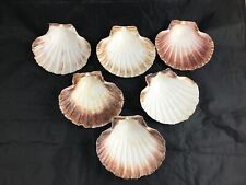 Lot coquilles jacques d'occasion  Ifs