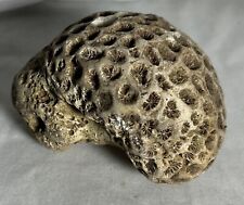 Coral fossil. ancient. for sale  Locust Grove