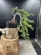 japanese bonsai tree for sale  BROUGH