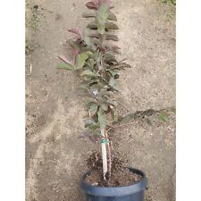 vietnamese guava tree for sale  Carlsbad