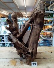 Large mangrove 59cm for sale  Shipping to Ireland