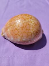 Cypraea broderipii pisces for sale  Shipping to Ireland