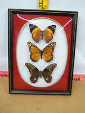 Beautiful butterflies displaye for sale  Laddonia