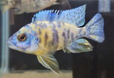 Male yellow peacock for sale  Minneapolis