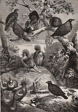 Birds Australia Fancy Pigeons Spinifex, grande impressão antiga da década de 1880 e artigo comprar usado  Enviando para Brazil