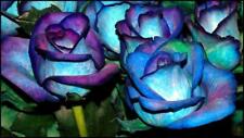 Blues blue rose for sale  Wilmington