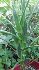 Jambalaya okra seeds for sale  Katy