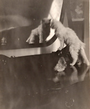 Cartão postal ANTIGO de gato branco RPPC olhares em espelho pena na cômoda comprar usado  Enviando para Brazil