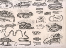 Tavola zoologica 1850 usato  Napoli