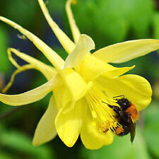 Golden columbine flower for sale  Shipping to Ireland