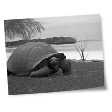8x10 prints aldabra for sale  Shipping to Ireland