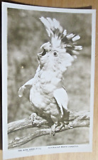 Australian white cockatoo for sale  TORQUAY