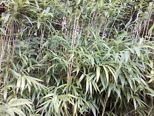 Foot pseudosasa japonica for sale  York