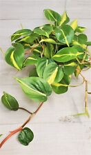 Philodendron brazil philodendr for sale  Reseda