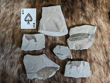 Lot six fossil for sale  Lock Haven