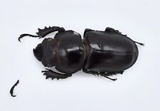 Lucanus hermi, Female, A2, 36mm, #LL24 for sale  Shipping to South Africa