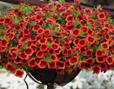Calibrachoa trailing petunias for sale  UK