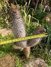 Used, Pachypodium Namaquanum rare 20" tall grafted 4 heads for sale  Shipping to South Africa