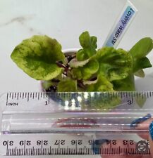 African violet loverly for sale  North Brookfield