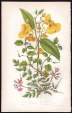 c1860's Anne Pratt Antique Color Print Impatiens - Yellow Balsam, etc for sale  Shipping to South Africa