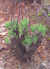 Tylecodon wallichii amazing d'occasion  Expédié en France