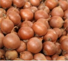 Steckzwiebeln allium cepa gebraucht kaufen  Alveslohe