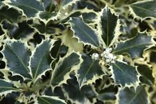 holly bush for sale  MARCH
