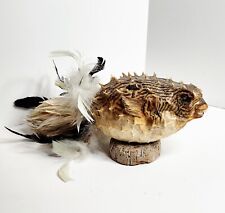 Vintage taxidermy porcupine for sale  Glassboro