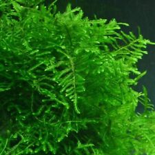 Java moss growing for sale  LEICESTER