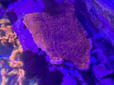 Red plate montipora for sale  EVESHAM