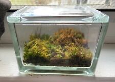 Small glass terrarium d'occasion  Expédié en Belgium