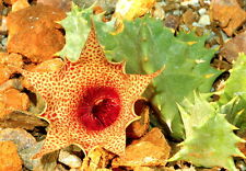 UNROOTED Huernia barbata ssp. barbata clone COLE_2 stapelia PSEUDOLITHOS ORBEA for sale  Shipping to South Africa