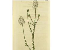 Heidegewächs dracophyllum gra gebraucht kaufen  Neustadt