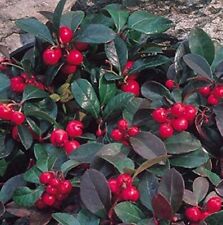 Edible wintergreen teaberry for sale  Weare