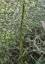 100 semi asparago usato  Villalba