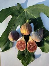 Kiladonika fig tree for sale  Shipping to Ireland