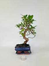 pre bonsai gebraucht kaufen  Böhl-Iggelheim