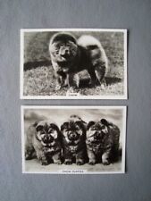 1930 dog photo for sale  STOCKPORT