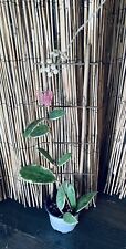 Hoya verticillata albomarginat for sale  Tampa