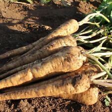 Parsnip seeds hardy for sale  IPSWICH