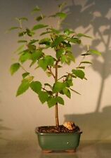 River birch bonsai for sale  Patchogue