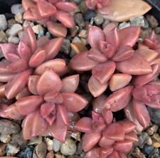 Graptosedum bronze leaf for sale  HULL