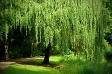 Weeping willow tree for sale  Center