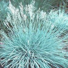Plants blue fescue for sale  Newark
