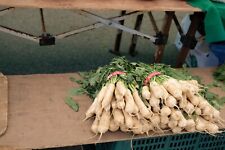 Daikon giant radish for sale  Sanford