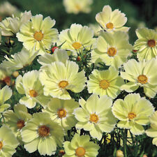 Cosmos sunset yellow for sale  Sevierville