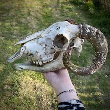 Sheep skull horns for sale  HEXHAM