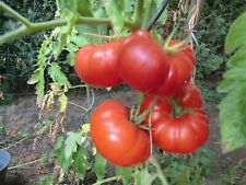 Tomatensamen ikarus fleischtom gebraucht kaufen  Bovenden