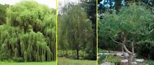 Willow trees ready for sale  Russell